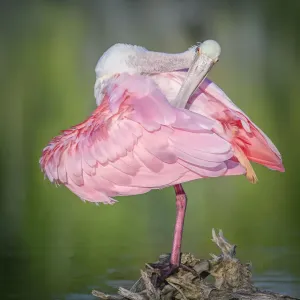 Adorable Roseate Spoonbill Preening Against Green Water at Fort Myers Beach, Florida Adorable Roseate Spoonbill Preening Against Green Water at Fort Myers Beach, Florida
