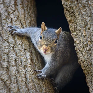 Adorable Squirrel Popping Out to Say Hello in Pennsylvania