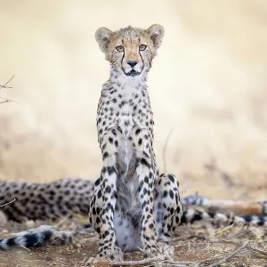 Adorable Young Cheetah Looking at Camera at Samburu, Kenya