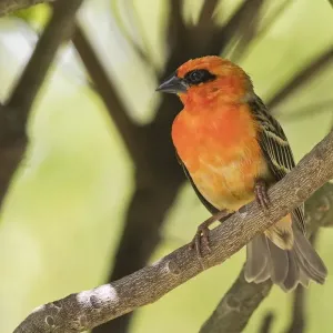 adult animal, adult bird, african, aves, exotic, foudia madagascariensis, natural environment adult animal, adult bird, african, aves, exotic, foudia madagascariensis, natural environment