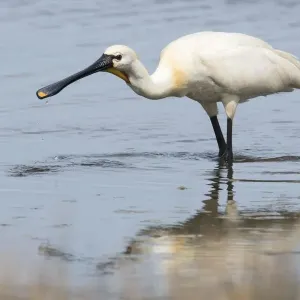 Common Spoonbill Print in Water Common Spoonbill Print in Water