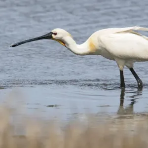 Common Spoonbill Print in Water