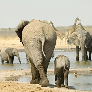 Adult Animal, Animal Themes, Animal life, Animals In The Wild, Elephant, Etosha National Park