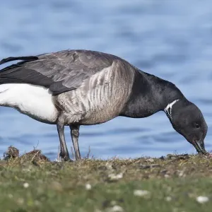 adult animal, anserinae, anserini, aves, branta bernicla hrota, branta bernicla, brant goose adult animal, anserinae, anserini, aves, branta bernicla hrota, branta bernicla, brant goose