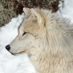 adult arctic wolf