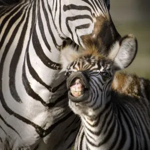Adult and Baby Zebra Print Adult and Baby Zebra Print