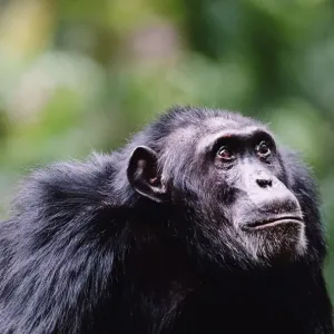 Adult chimpanzee (Pan troglodytes) looking up, close-up Adult chimpanzee (Pan troglodytes) looking up, close-up