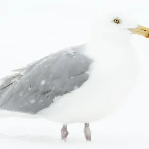 Adult herring gull in winter Adult herring gull in winter