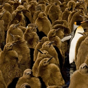 One adult King Penguin (Aptenodytes patagonicus) amongst colony of chicks. Gold Harbor