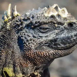 Adult marine iguana face closeup Print Adult marine iguana face closeup Print