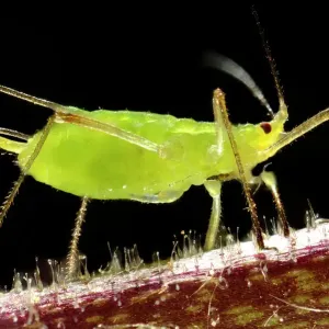 Nature And Wildlife Prints: Insects On Earth