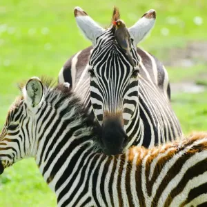 Adult Zebra with Bird Print Adult Zebra with Bird Print