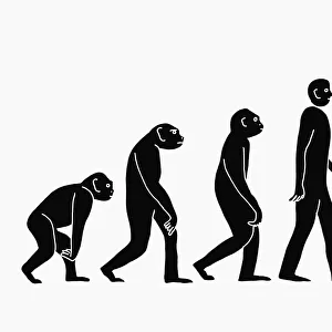 adults, homo habilis, homo sapiens sapiens, human evolution, plain background