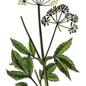 Aegopodium podagraria (commonly called ground elder, herb gerard, bishops weed, goutweed