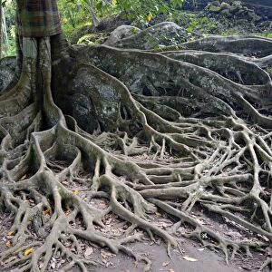 Aerial roots of a ficus tree, Bali, Indonesia