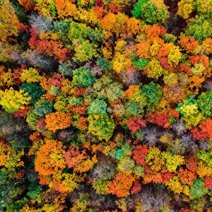 Aerial view of the autumn forest. Autumn foliage colors