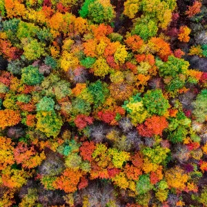 Autumn Forest Aerial View Print Autumn Forest Aerial View Print
