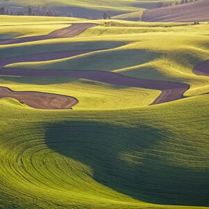 Aerial view of fields, Palouse, Washington State, USA