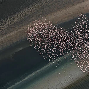 Aerial view of Lesser Flamingos flying over shallow water lake beside lakeshore