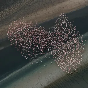 Lesser Flamingos Print: Aerial View of Flocking Birds over Shallow Lake Lesser Flamingos Print: Aerial View of Flocking Birds over Shallow Lake