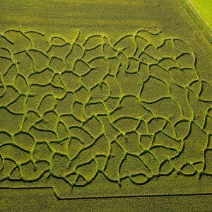 Aerial view, maze in a maize field near Bad Sassendorf, North Rhine-Westphalia, Germany