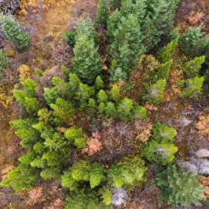 Aerial view of Pine Trees in the Autumn