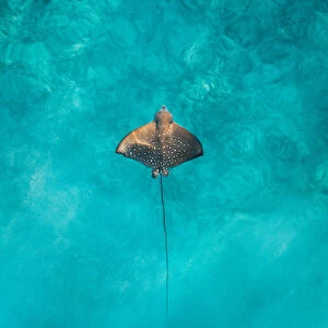 Aerial View of Seychelles Stingray