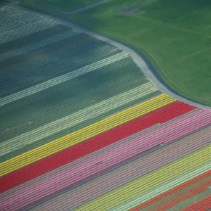 Aerial view of tulip fields in the Netherlands