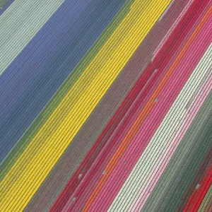 Aerial view of tulip fields in the Netherlands Aerial view of tulip fields in the Netherlands