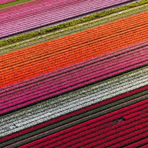 Aerial view of tulip fields in North Holland, Netherlands