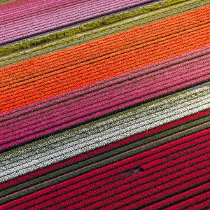 Aerial view of tulip fields in North Holland, Netherlands