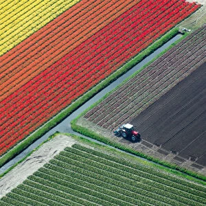 Aerial view of tulip fields and tractor, the Netherlands