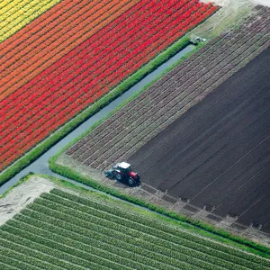 Aerial view of tulip fields and tractor, the Netherlands