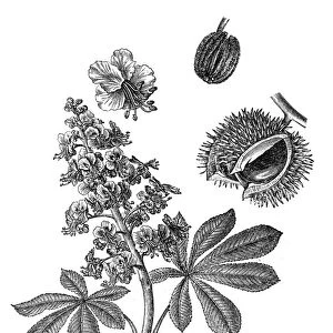 Aesculus hippocastanum (horse-chestnut, conker tree)