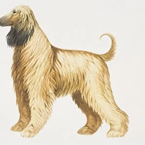 Afghan Hound (canis familiaris), side view