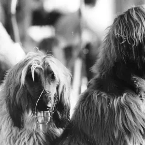 Afghan Hounds