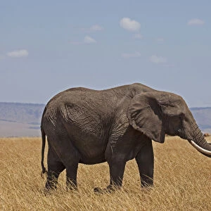 africa, african bush elephant, african elephant, animal themes, animals in the wild