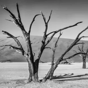 Africa, Black, Colour, Dead Vlei, Dune, Grey, Namibia, Orange, Sand, Scale, Silver Africa, Black, Colour, Dead Vlei, Dune, Grey, Namibia, Orange, Sand, Scale, Silver
