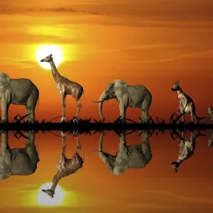 African Caravan Evening Print