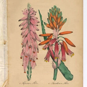 African Aloe and Aloe Victorian Botanical Illustration