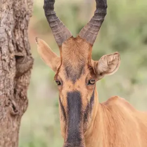 Lelwel Hartebeest Print Lelwel Hartebeest Print