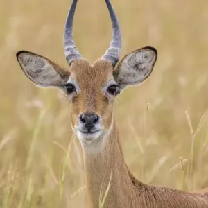 african, animal portrait, antilopinae, attentive, bovid, cropped, exterior views african, animal portrait, antilopinae, attentive, bovid, cropped, exterior views