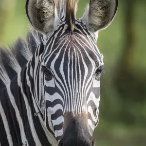Equus Quagga Head Print Equus Quagga Head Print