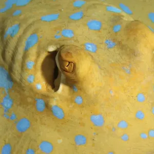 Blue Spotted Stingray Print Blue Spotted Stingray Print