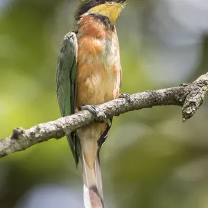 african, aves, bee eater, exterior views, natural environment, perch, wildlife african, aves, bee eater, exterior views, natural environment, perch, wildlife