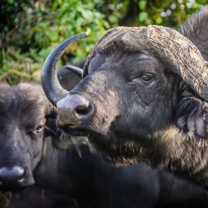 African Buffalo