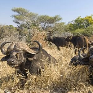 African Buffaloes or Cape Buffalose -Syncerus caffer- herd in the dry grass, Kruger National Park, South Africa
