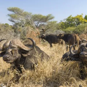 African Buffaloes or Cape Buffalose -Syncerus caffer- herd in the dry grass, Kruger National Park, South Africa