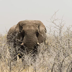 African Bush Elephant -Loxodonta africana-, bull standing between dry acacia bushes, Etosha National Park, Namibia