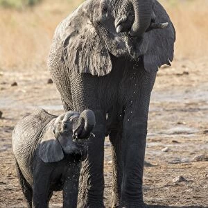 African Bush Elephant -Loxodonta africana- with a calf, Khaudum National Park, Namibia, Africa